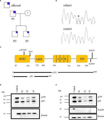 Corrigendum: Vulnerability to meningococcal disease in immunodeficiency due to a novel pathogenic missense variant in NFKB1